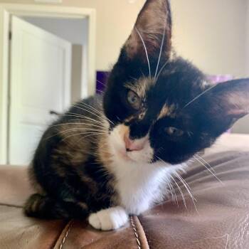 Dr. Bunsen Honeydew -  Domestic Short Hair Cat for Adoption in Richmond, Virginia - Dr. Bunsen Honeydew | PetCurious