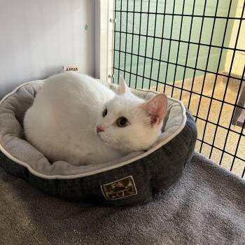 Domestic Short Hair Cats Available for Adoption - Snowy | PetCurious