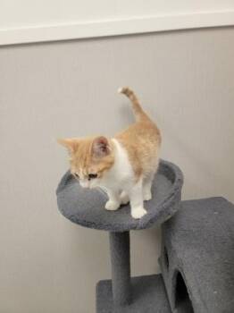 Austin -  Domestic Short Hair Cat for Adoption in Fergus Falls, Minnesota - Austin | PetCurious