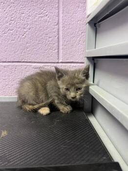 61050980 -  Domestic Short Hair Cat for Adoption in El Paso, Texas - 61050980 | PetCurious