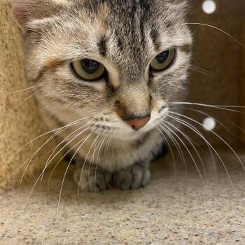 Alicent -  Domestic Short Hair Cat for Adoption in Reno, Nevada - Alicent | PetCurious