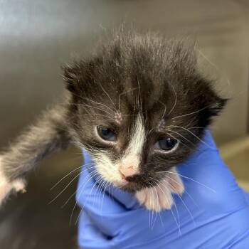 Daffy Duck -  Domestic Short Hair Cat for Adoption in Lynchburg, Virginia - Daffy Duck | PetCurious