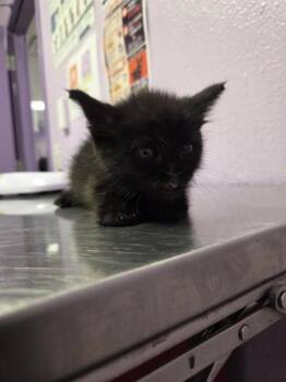 61519140 -  Domestic Short Hair Cat for Adoption in El Paso, Texas - 61519140 | PetCurious
