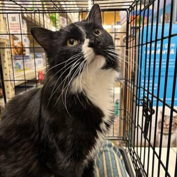 Rescue Domestic Medium Hair Cats for Adoption in Stanhope, New Jersey - Elmo | PetCurious