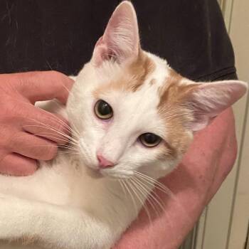 Domestic Short Hair Cats Available for Adoption in Nashville, Tennessee - Jermaine | PetCurious