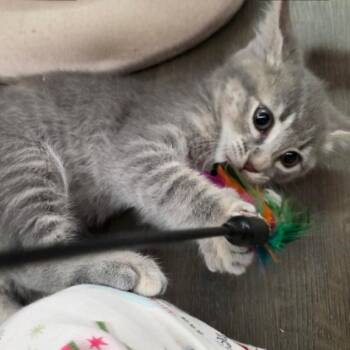 Amy -  Domestic Short Hair Cat Available for Adoption in Tustin, California - Amy | PetCurious