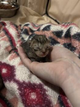 Rescue Domestic Short Hair Cats for Adoption in Virginia Beach, Virginia - Nutmeg '25 | PetCurious