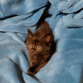 Sami -  Domestic Long Hair Cat for Adoption in Mocksville, North Carolina - Sami | PetCurious