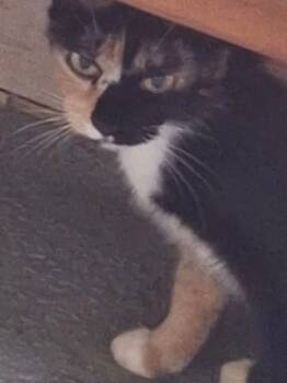 Rescue Calico Cats for Adoption in Brookhaven, Mississippi - Ginger 25 | PetCurious