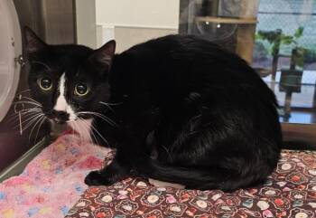 Domestic Short Hair Cats Available for Adoption - Skrunk | PetCurious