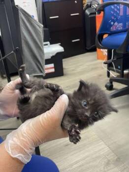 Domestic Short Hair Cats Available for Adoption in Fairhope, Alabama - Fettuccine | PetCurious