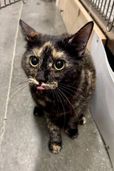 Tortoiseshell Cats Available for Adoption in San Juan Capistrano, California - Daffy Duck | PetCurious
