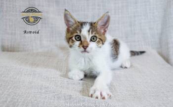 Astro -  Domestic Short Hair Cat for Adoption in Riverside, California - Astro | PetCurious