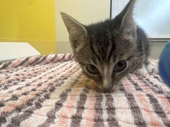 Rice -  Domestic Short Hair Cat for Adoption in Raleigh, North Carolina - Rice | PetCurious