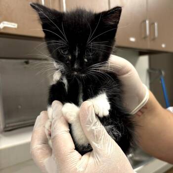 Spongebob -  Domestic Short Hair Cat for Adoption in Cleveland, Mississippi - Spongebob | PetCurious