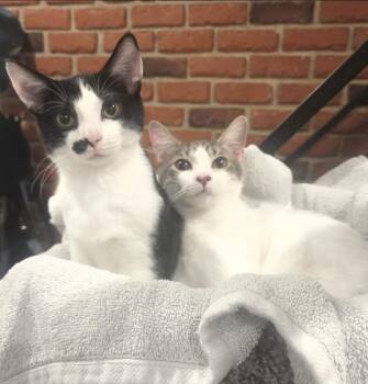 Cosmo & Stella -  Domestic Short Hair Cat for Adoption in Philadelphia, Pennsylvania - Cosmo & Stella | PetCurious