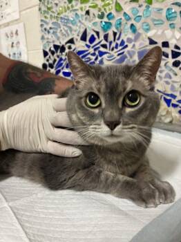 Domestic Short Hair Cats Available for Adoption in Pensacola, Florida - HEIDI | PetCurious