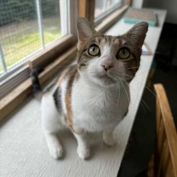 Rescue Domestic Short Hair and Calico Cats for Adoption in Penn Yan, New York - La Llorona | PetCurious