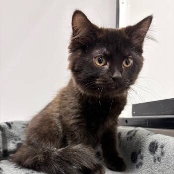 Pie -  Domestic Medium Hair Cat for Adoption in Puslinch, Ontario - Pie | PetCurious
