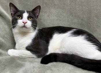 Jax -  Domestic Short Hair Cat Available for Adoption in Gary, Indiana - Jax | PetCurious