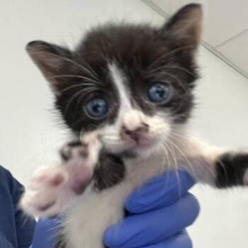 Black Lotus -  Domestic Short Hair Cat for Adoption in Philadelphia, Pennsylvania - Black Lotus | PetCurious