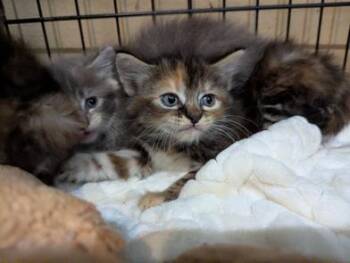 Ned Nederland -  Domestic Medium Hair Cat for Adoption in Liverpool, Texas - Ned Nederland | PetCurious