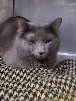 Domestic Long Hair Cats Available for Adoption - CLYDE | PetCurious