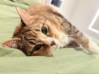 Sansa -  Domestic Short Hair Cat Available for Adoption in Calgary, Alberta - Sansa | PetCurious