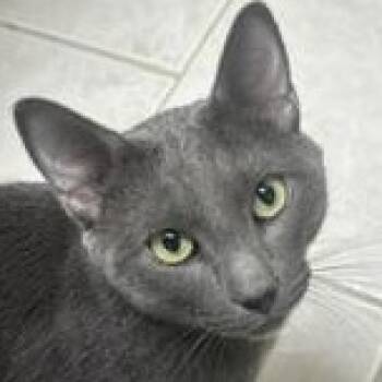Russian Blue Cats Available for Adoption in Medford, Massachusetts - Dior | PetCurious