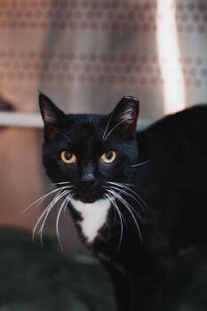 Rescue Domestic Short Hair Cats for Adoption in North Charleston, South Carolina - 89163A Smoke- Pounce Cat Cafe | PetCurious