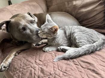 Daphne -  Domestic Short Hair Cat for Adoption in Houston, Texas - Daphne | PetCurious