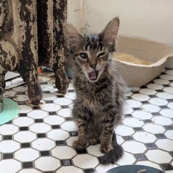 Rescue Domestic Medium Hair Cats for Adoption in Oak Park, Illinois - Gregor MacGregor | PetCurious