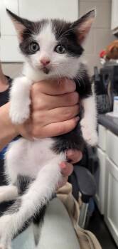 Leon -  Domestic Short Hair Cat for Adoption in Hopkinsville, Kentucky - Leon | PetCurious