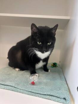 Roseanne -  Domestic Short Hair Cat for Adoption in Greenfield, Indiana - Roseanne | PetCurious