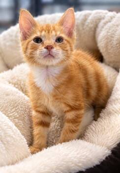 Little Louise -  Domestic Short Hair Cat for Adoption in Lagrange, Indiana - Little Louise | PetCurious