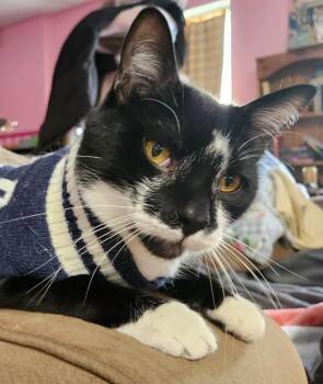 Beetlejuice -  Domestic Short Hair Cat Available for Adoption in Ontario, Oregon - Beetlejuice | PetCurious
