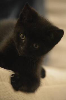 Black Betty -  Domestic Short Hair Cat for Adoption in Grand Rapids, Michigan - Black Betty | PetCurious