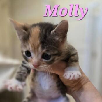American Shorthair Cats Available for Adoption - Molly | PetCurious