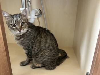 Domestic Short Hair Cats Available for Adoption in Colorado Springs, Colorado - JACK | PetCurious