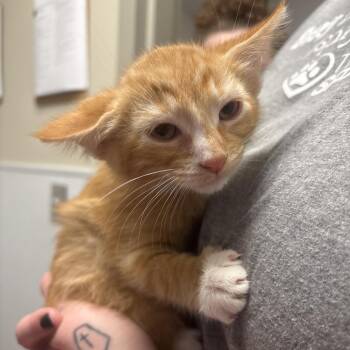 El Camino -  Domestic Short Hair Cat for Adoption in Tulsa, Oklahoma - El Camino | PetCurious