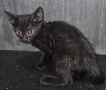REMMY -  Domestic Short Hair Cat for Adoption in San Antonio, Texas - REMMY | PetCurious