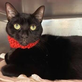 Domestic Short Hair Cats Available for Adoption - Cristal | PetCurious