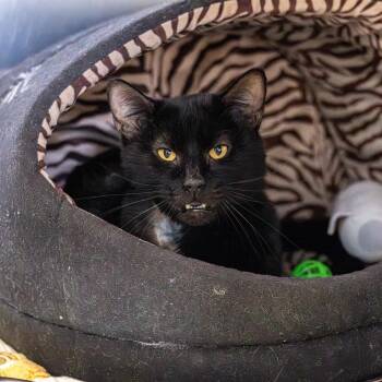 Kenya -  Domestic Short Hair Cat for Adoption - Kenya | PetCurious