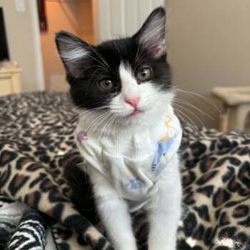 Toasty -  Domestic Short Hair Cat for Adoption in Antioch, California - Toasty | PetCurious