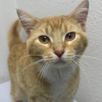 Cheddar -  Domestic Short Hair Cat for Adoption in Charles City, Iowa - Cheddar | PetCurious