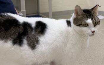 Coachella -  Domestic Short Hair Cat for Adoption in Vero Beach, Florida - Coachella | PetCurious