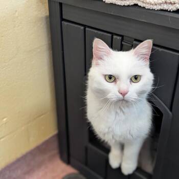 Domestic Medium Hair Cats Available for Adoption in Asheville, North Carolina - Olive | PetCurious
