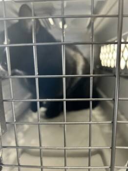 Rescue Domestic Short Hair Cats for Adoption in Fort Worth, Texas - 59769127 | PetCurious