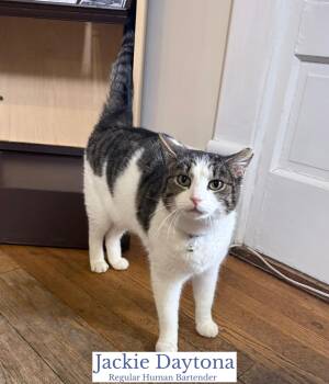 Domestic Short Hair Cats Available for Adoption - Jackie Daytona | PetCurious