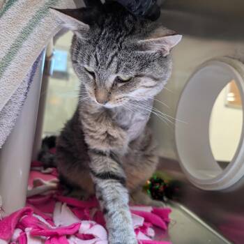 Walker Texas Ranger -  Domestic Short Hair Cat for Adoption in York, Pennsylvania - Walker Texas Ranger | PetCurious